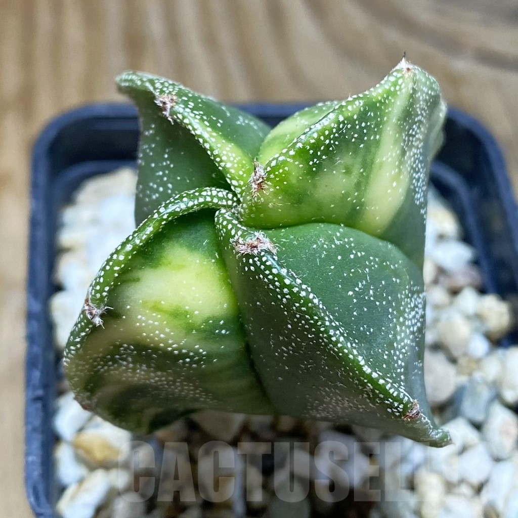 SH4315 Astrophytum myriostigma f. variegata