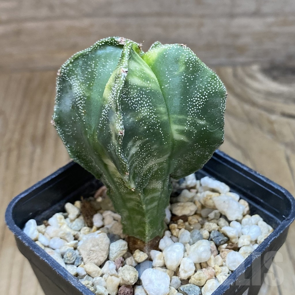 SH4315 Astrophytum myriostigma f. variegata - Obrázek 2