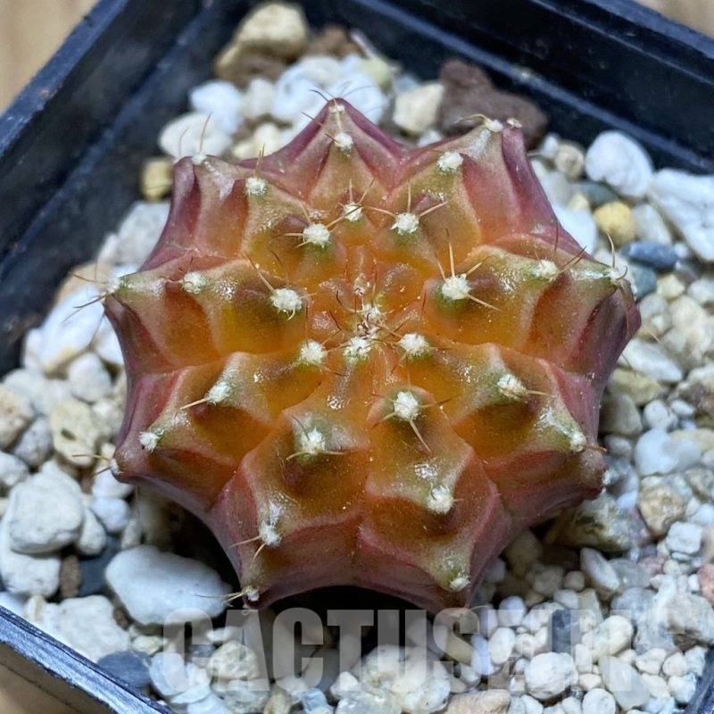 SH4742 Gymnocalycium mihanovichii ‘Neon Brawn’ hybrid