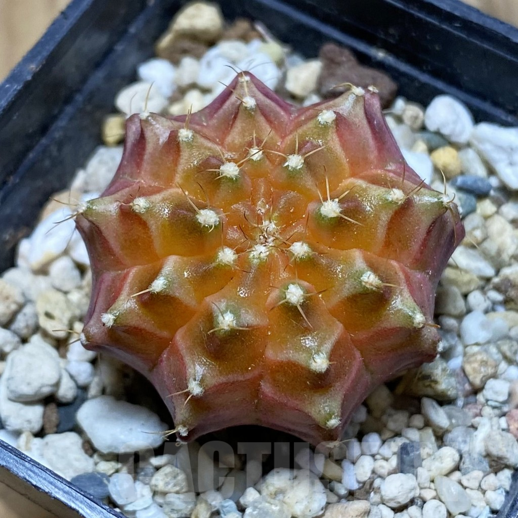 SH4742 Gymnocalycium mihanovichii ‘Neon Brawn’ hybrid