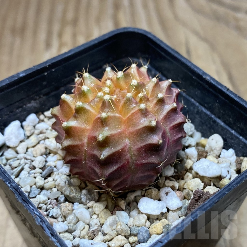 SH4742 Gymnocalycium mihanovichii ‘Neon Brawn’ hybrid - Image 2