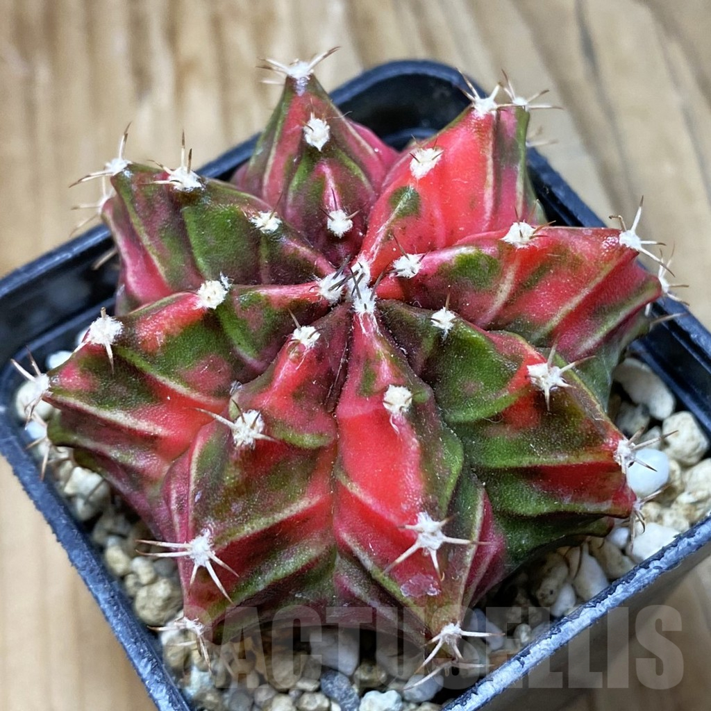 SH4789 Gymnocalycium mihanovichii f. variegata, seedling
