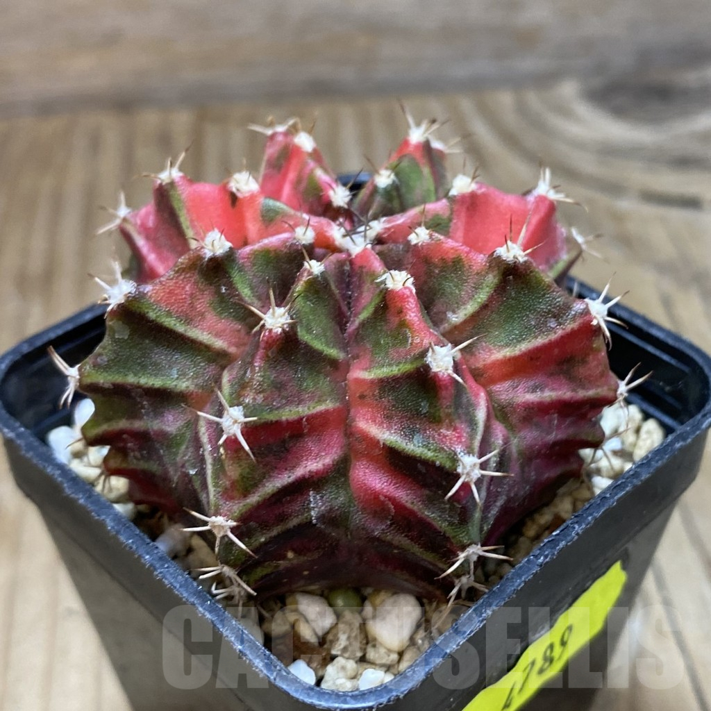 SH4789 Gymnocalycium mihanovichii f. variegata, seedling - Image 2