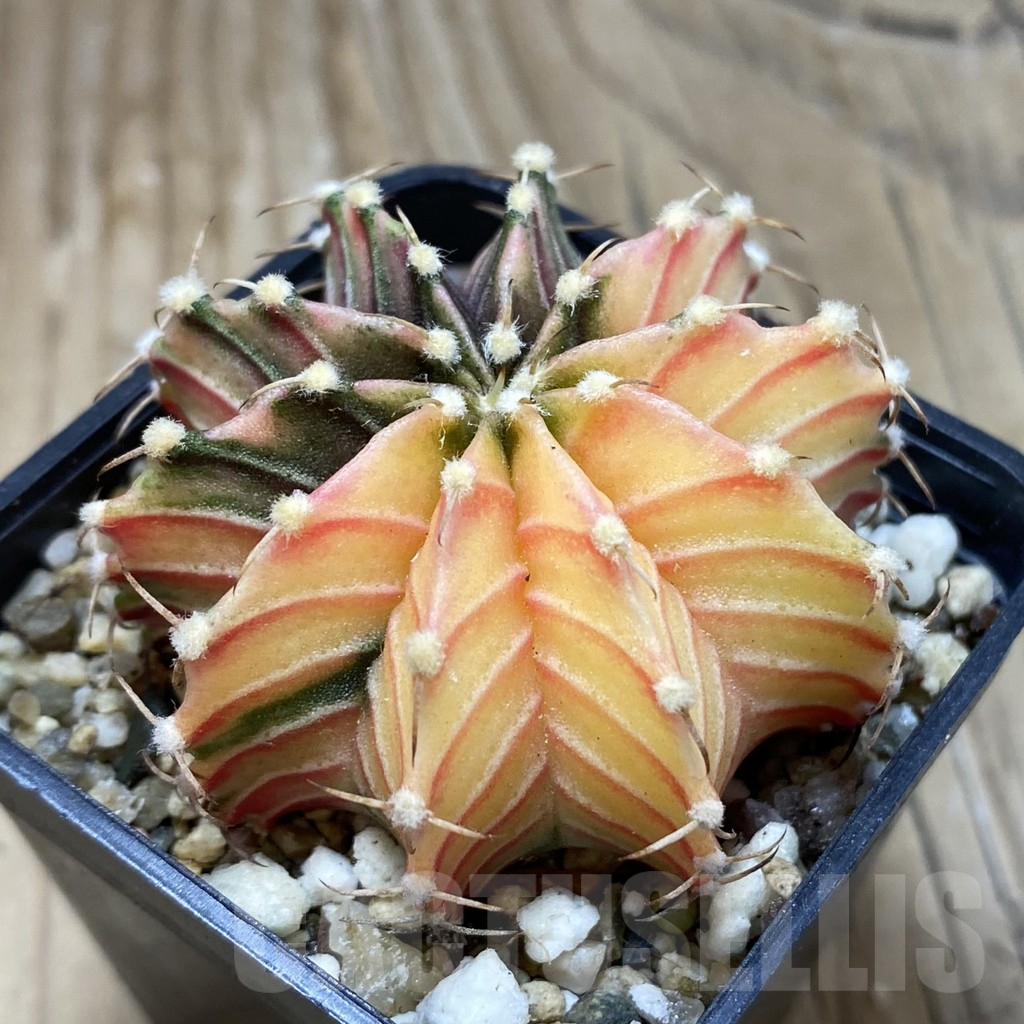 SH4055 Gymnocalycium friedrichii f. variegata, seedling - Image 2
