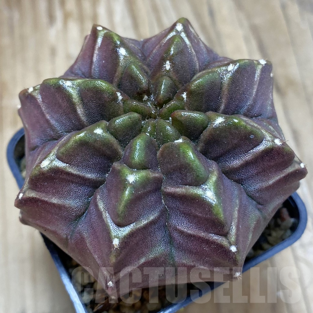 SH4051 Gymnocalycium mihanovichii ‘Nana’ x ‘Day Dream’, seedling