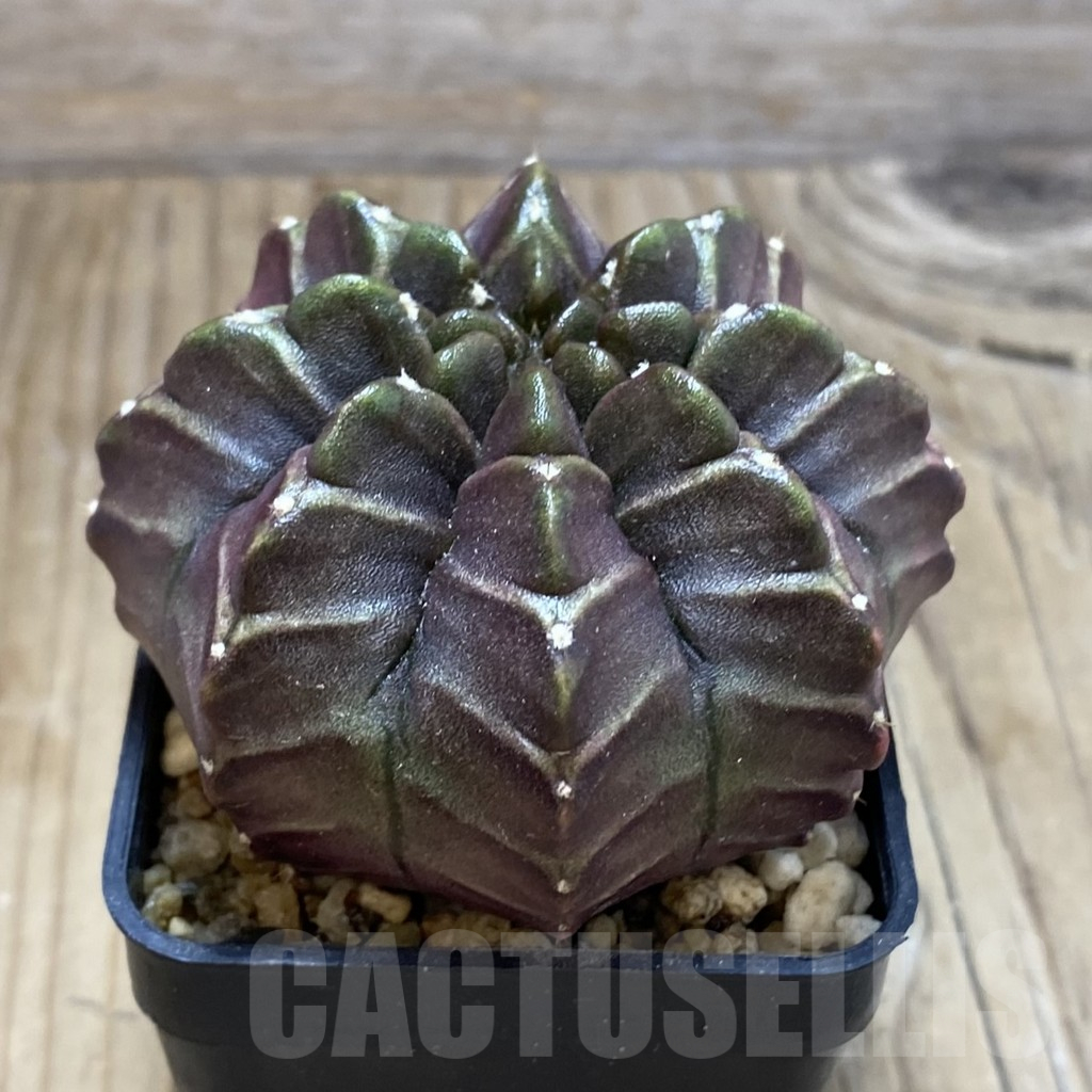 SH4051 Gymnocalycium mihanovichii ‘Nana’ x ‘Day Dream’, seedling - Image 2