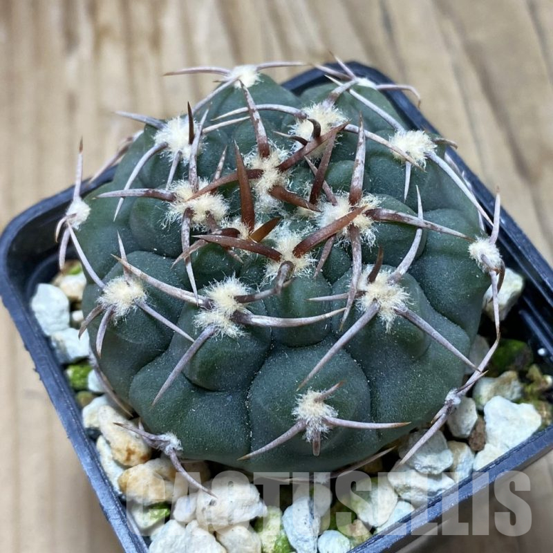SH3892 Gymnocalycium ochoterenae VG 250