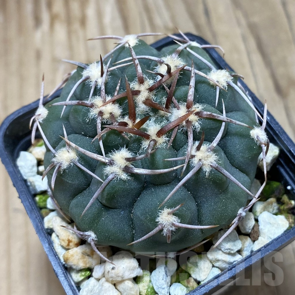 SH3892 Gymnocalycium ochoterenae VG 250