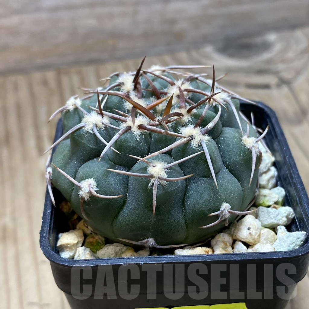 SH3892 Gymnocalycium ochoterenae VG 250 - 画像 (2)