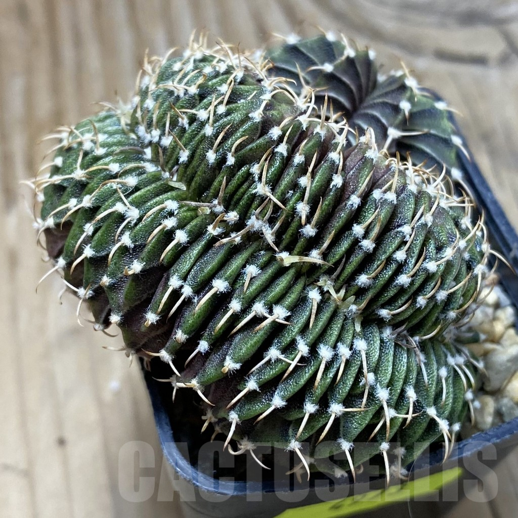 SH4973 Gymnocalycium friedrichii LB f. cristata