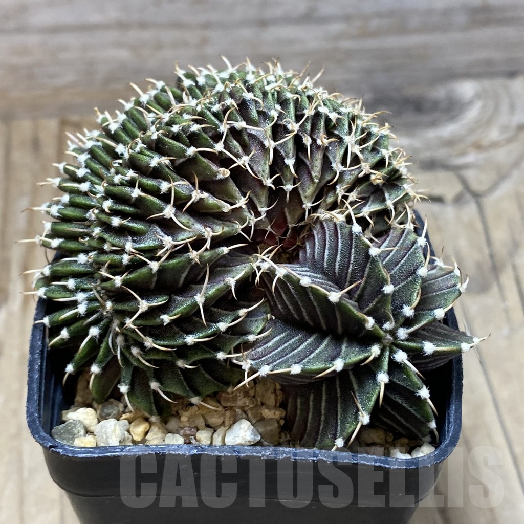 SH4973 Gymnocalycium friedrichii LB f. cristata - Image 2