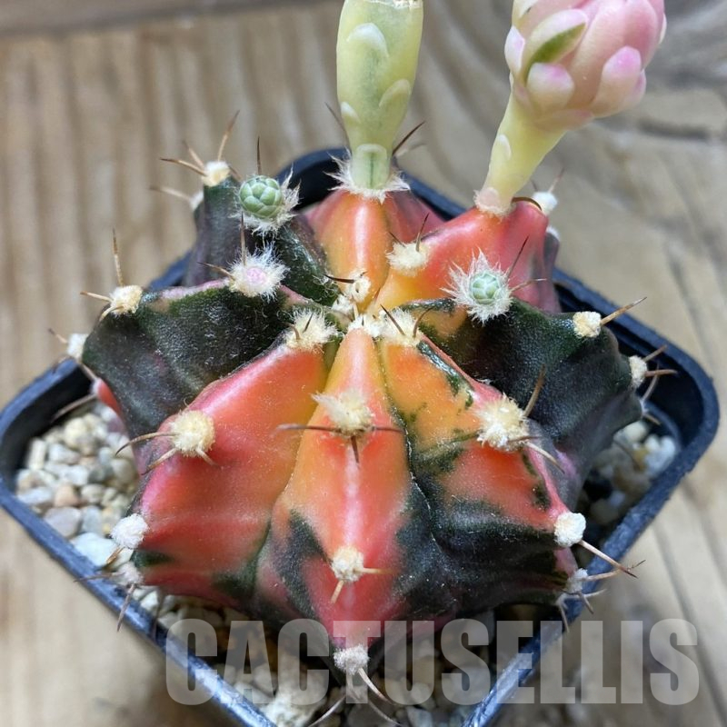 SH18008 Gymnocalycium mihanovichii f. variegata, seedling