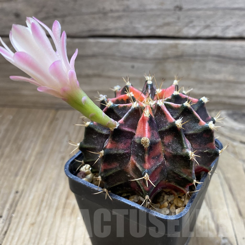 SH18014 Gymnocalycium mihanovichii f. variegata, seedling - Image 2