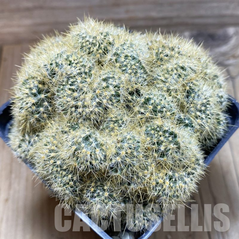 SH17964 Mammillaria prolifera f. cristata