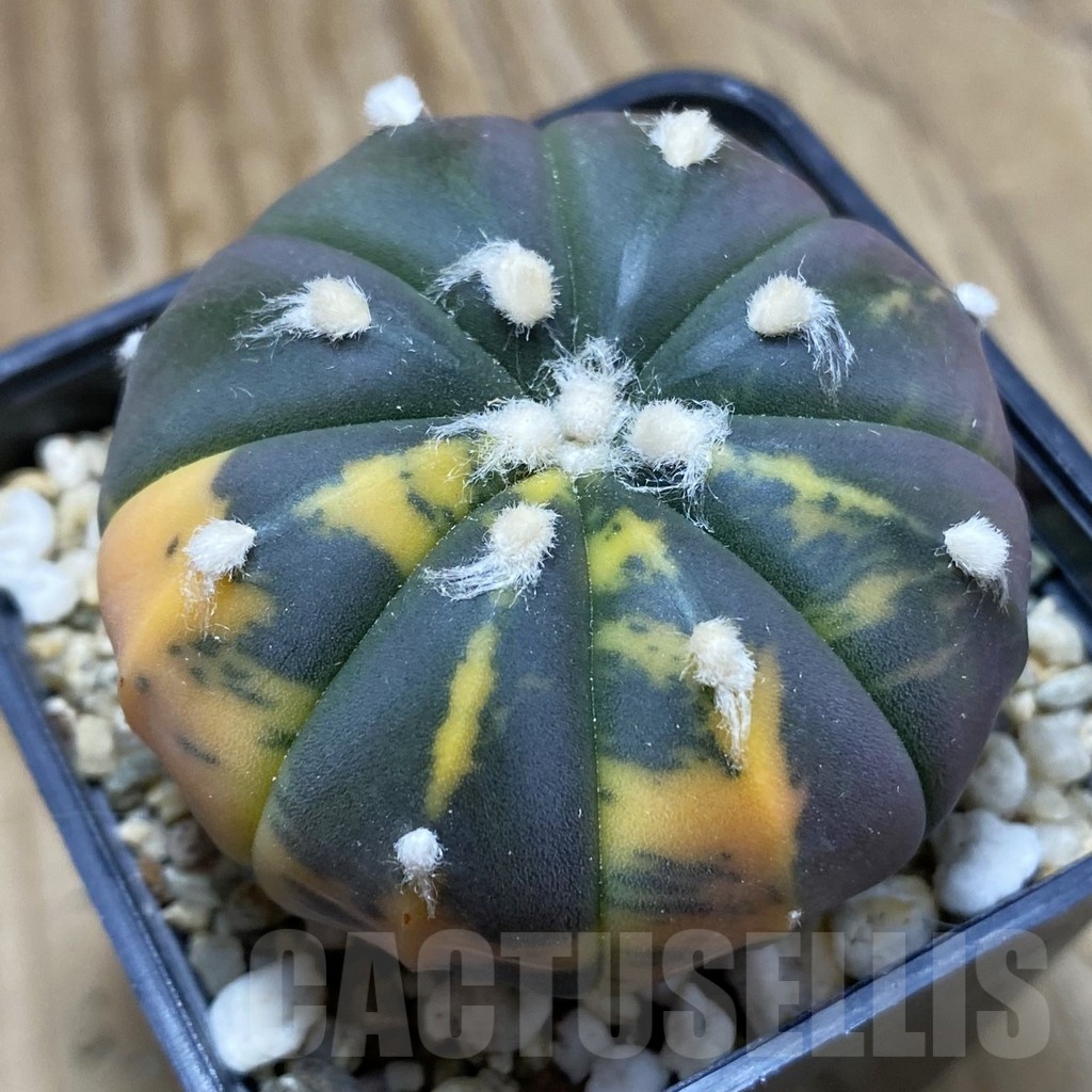 SH4271 Astrophytum asterias ‘Purple Skin Red’ f. variegata