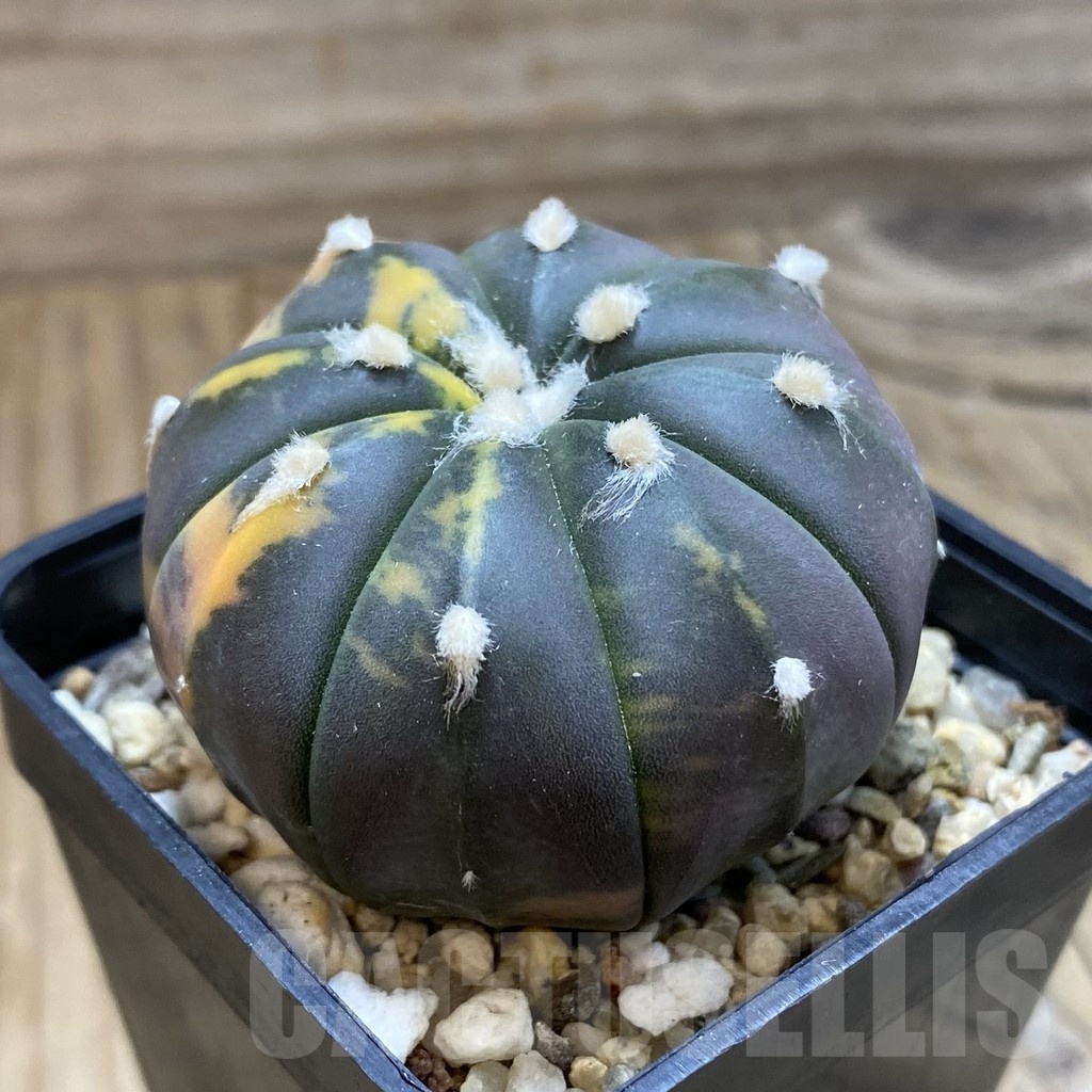 SH4271 Astrophytum asterias ‘Purple Skin Red’ f. variegata - Image 2