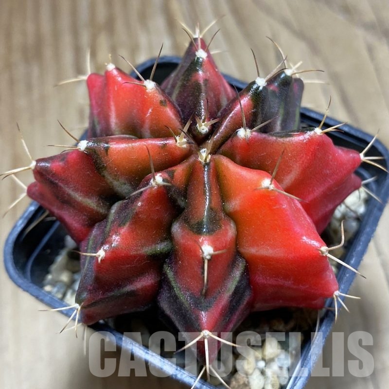 SH4740 Gymnocalycium mihanovichii f. variegata, seedling