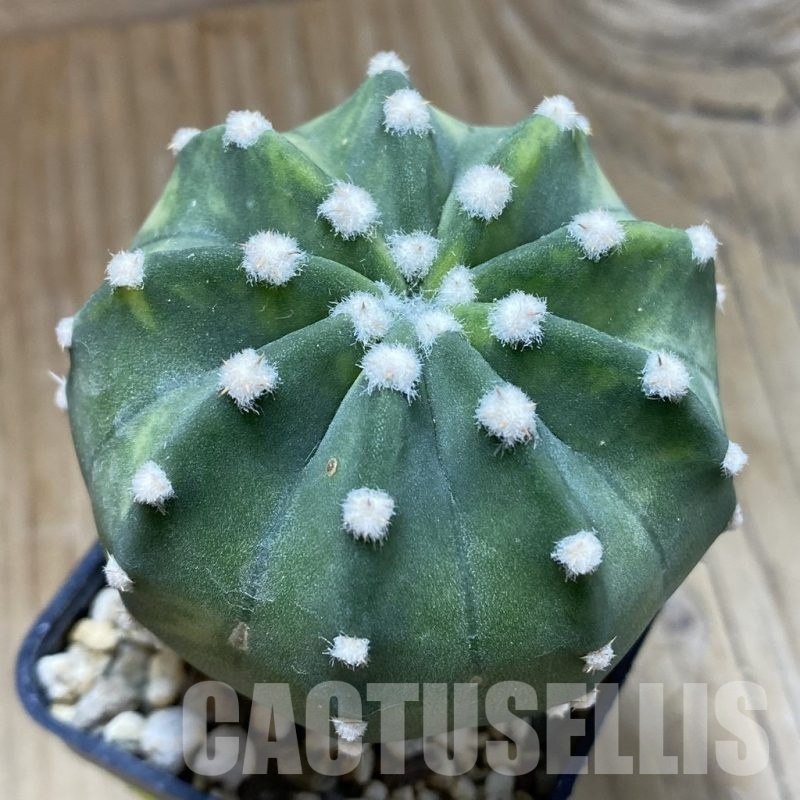 SH5727 Echinopsis sp. f. variegata