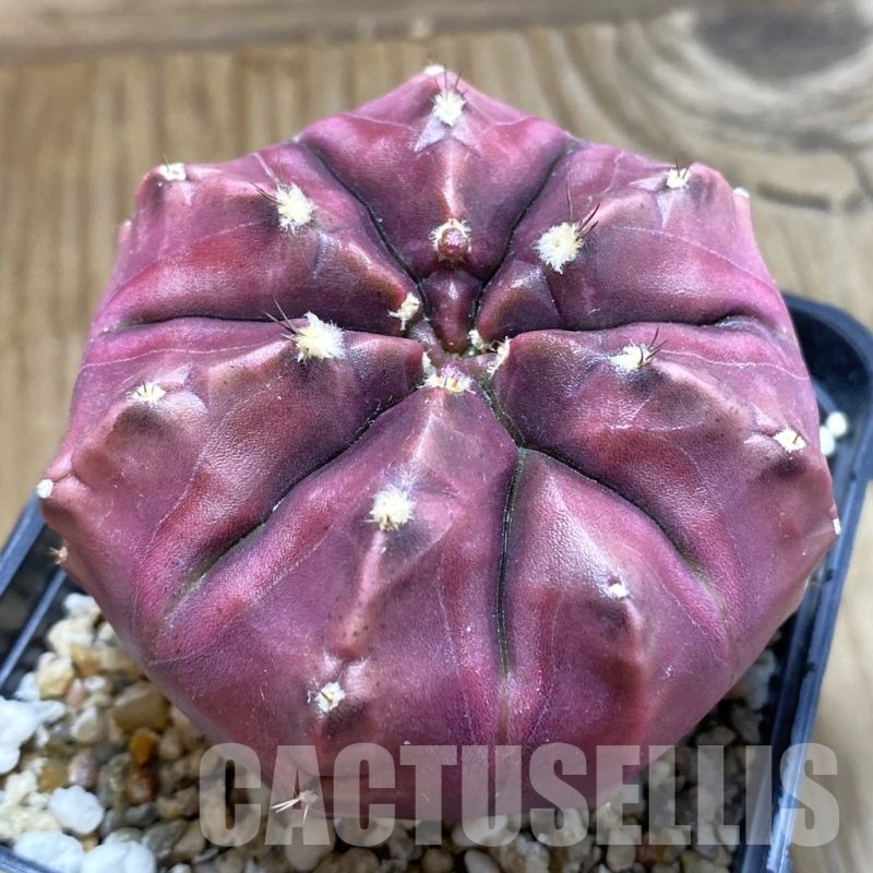 SH3837 Gymnocalycium mihanovichii ‘Day Dream’, seedling