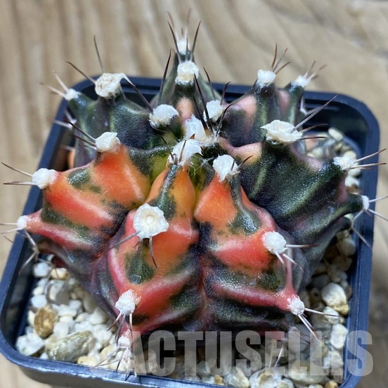 SH4909 Gymnocalycium mihanovichii f. variegata, seedling