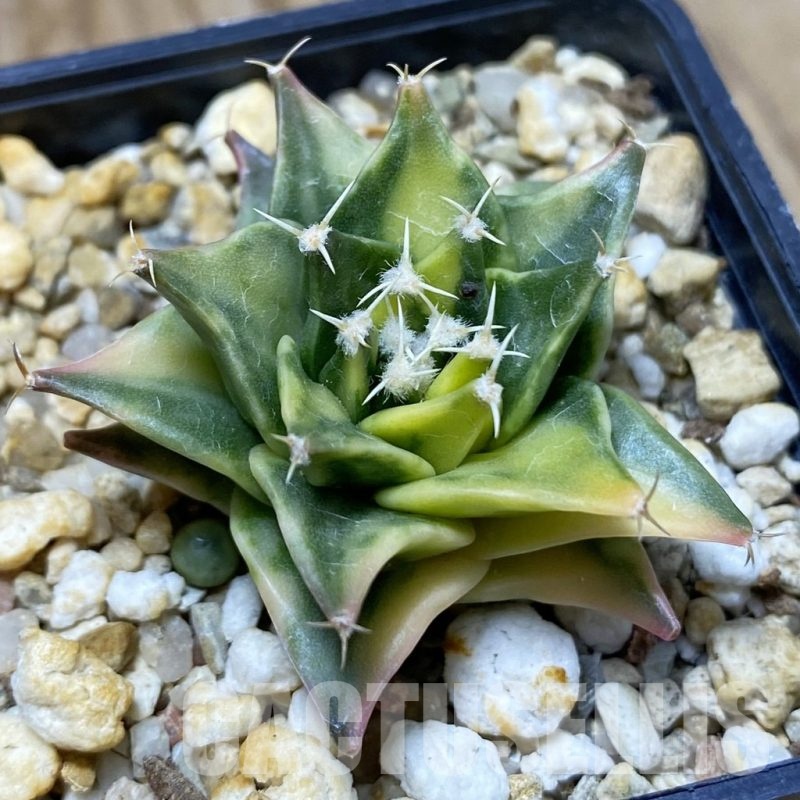 SH4911 Obregonia denegrii f. variegata