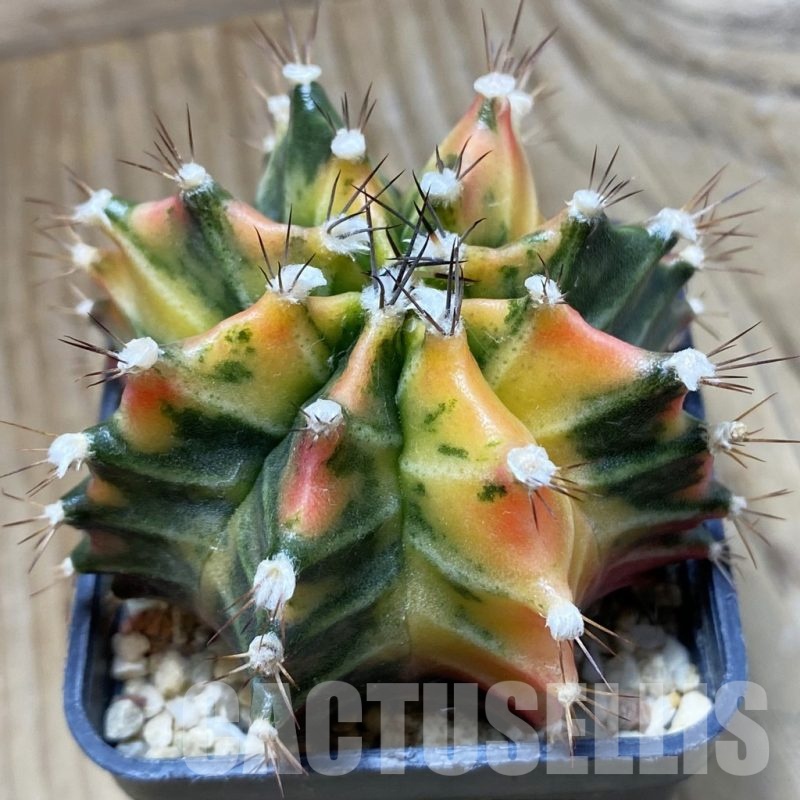SH5696 Gymnocalycium mihanovichii f. variegata, seedling