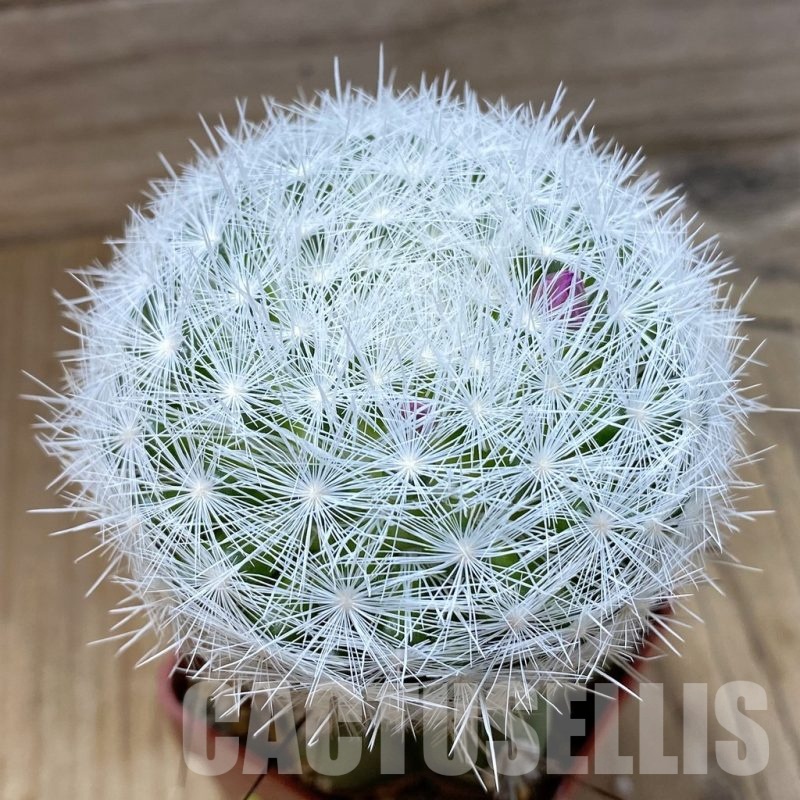 SH6054 Mammillaria humboldtii Gilo, grafted