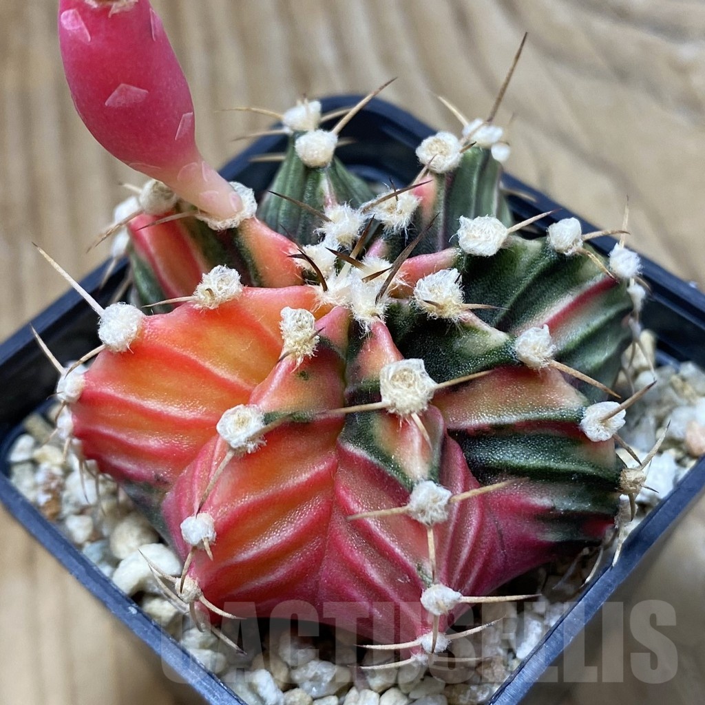 SH4056 Gymnocalycium friedrichii f. variegata, seedling