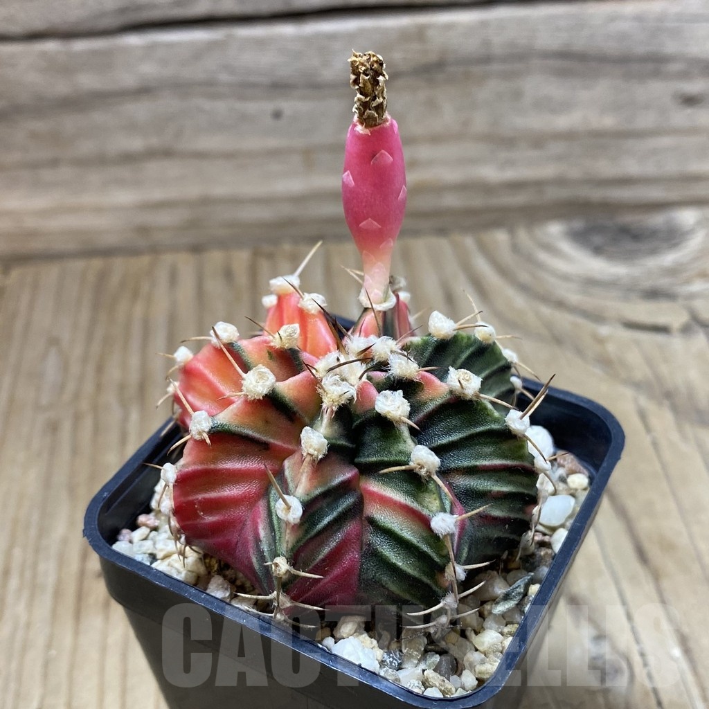 SH4056 Gymnocalycium friedrichii f. variegata, seedling - Image 2