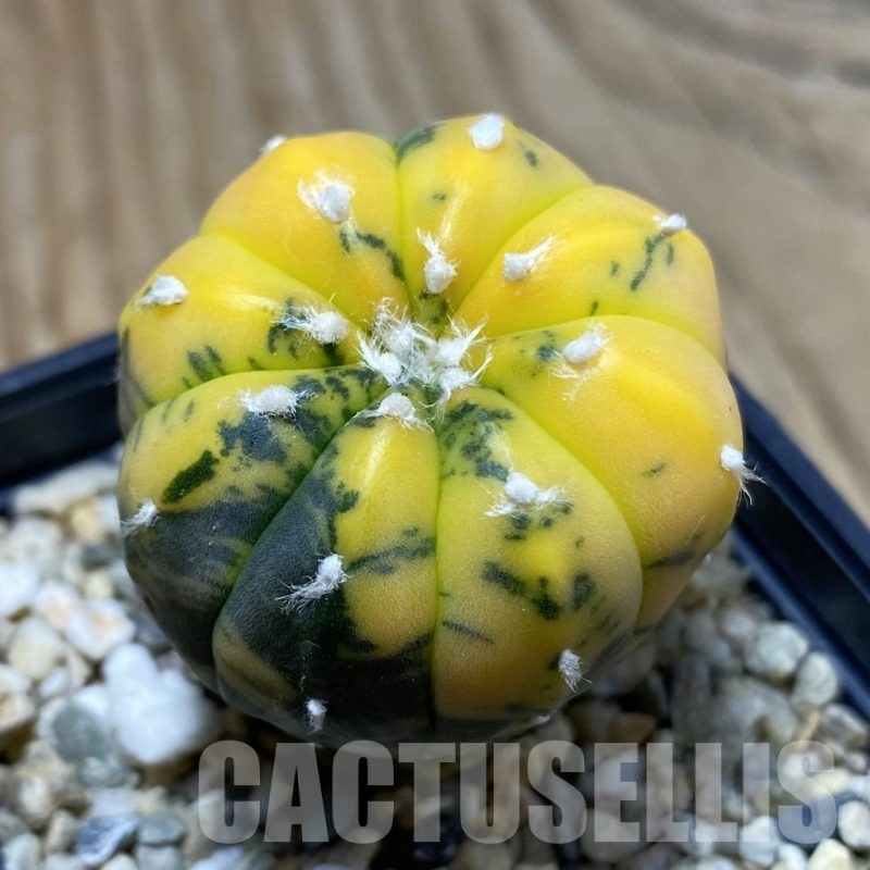 SH4273 Astrophytum asterias ‘Purple Skin Red’ f. variegata
