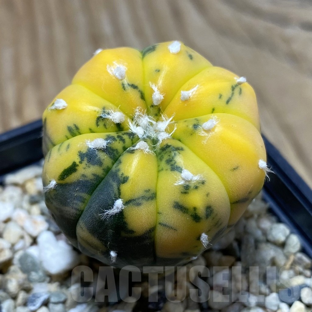 SH4273 Astrophytum asterias ‘Purple Skin Red’ f. variegata