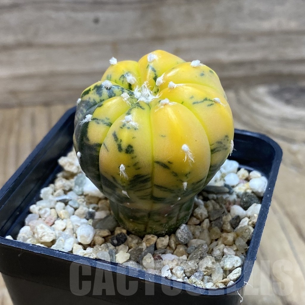 SH4273 Astrophytum asterias ‘Purple Skin Red’ f. variegata - Image 2