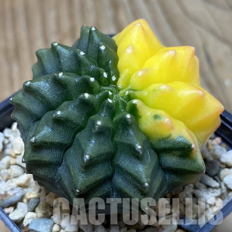 SH4290 Gymnocalycium mihanovichii ‘inermis’ f. variegata, seedling