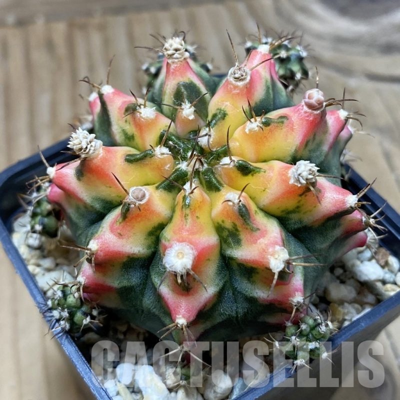 SH4587 Gymnocalycium mihanovichii ‘Multicolor’