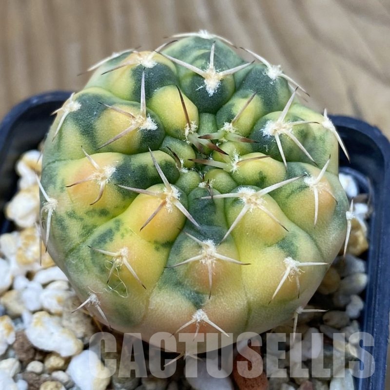 SH4286 Gymnocalycium stellatum f. variegata, seedling
