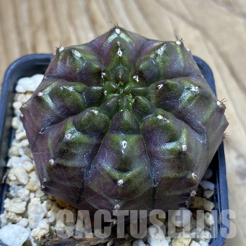 SH3844 Gymnocalycium mihanovichii ‘Nana’ x ‘Day Dream’, seedling