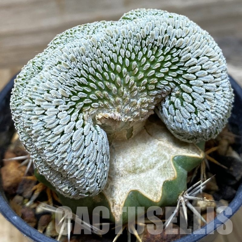 SH6093 Pelecyphora aselliformis f. cristata, grafted