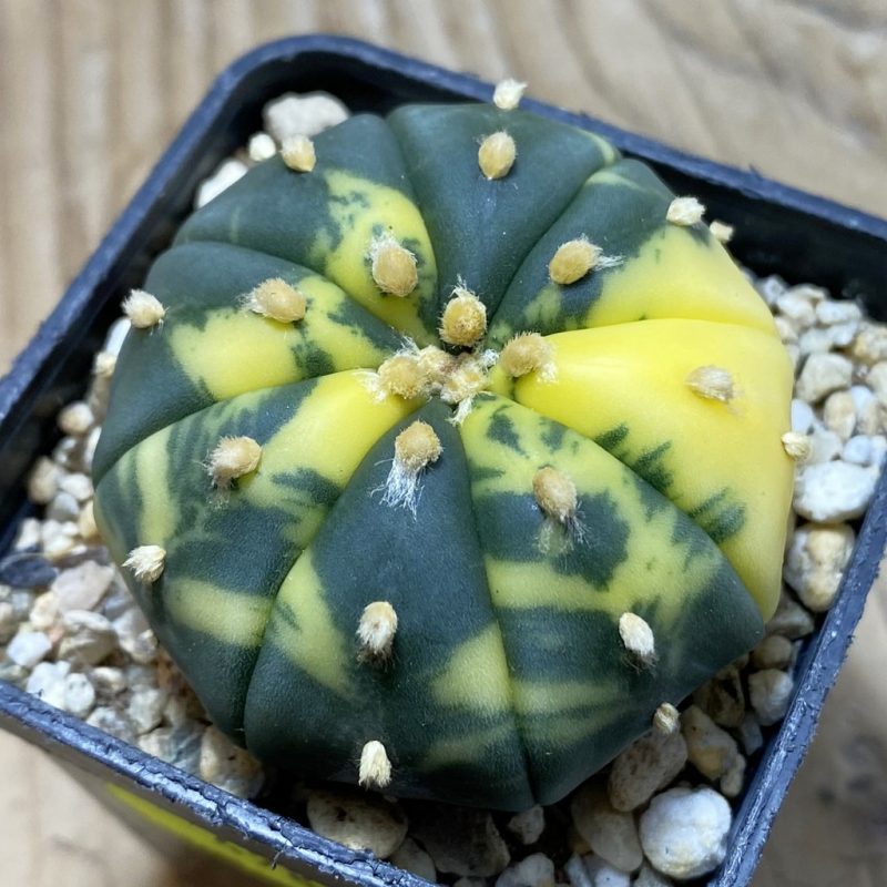 SH4984 Astrophytum asterias f. variegata
