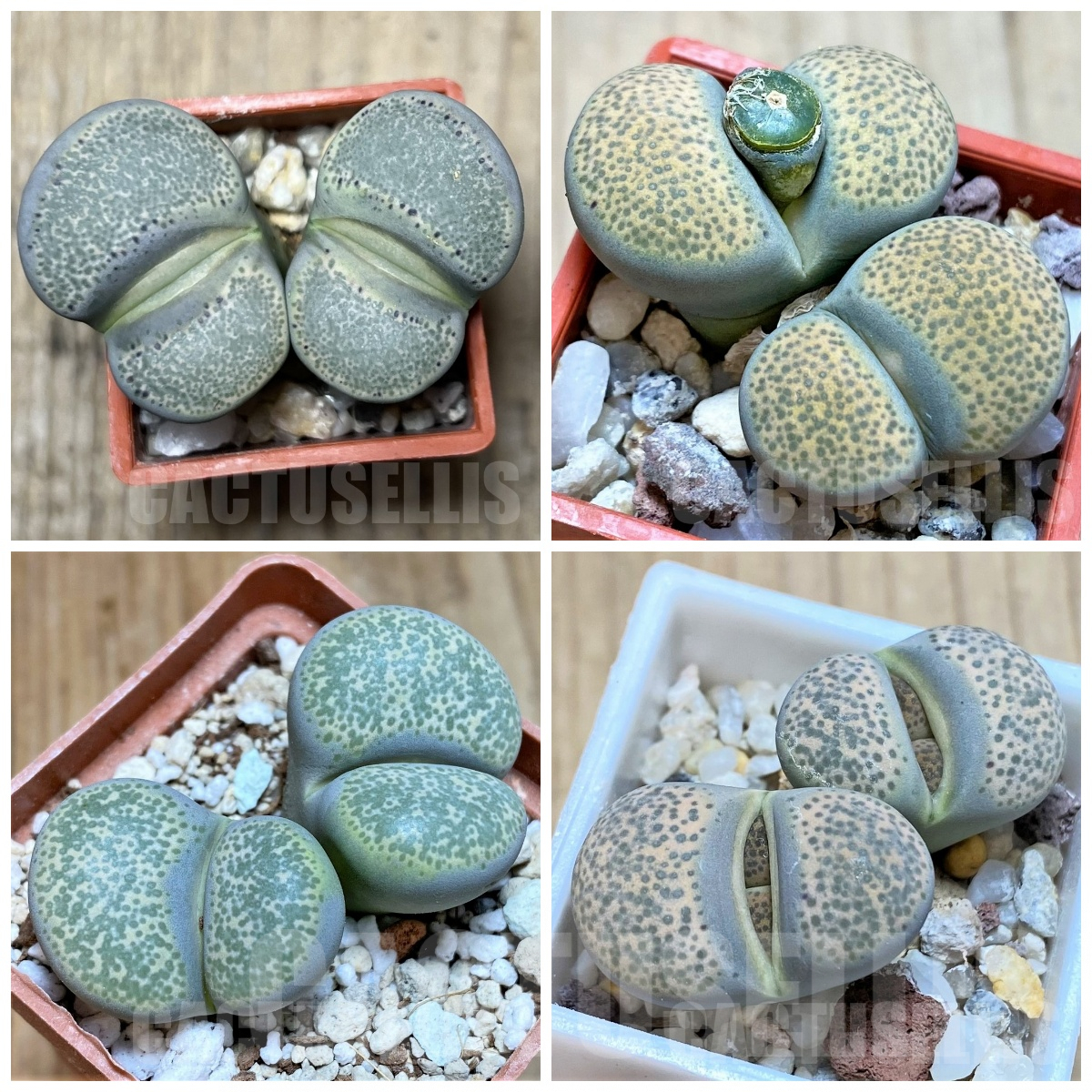 LOT289 50 SEEDS Lithops terricolor, harvest 2024
