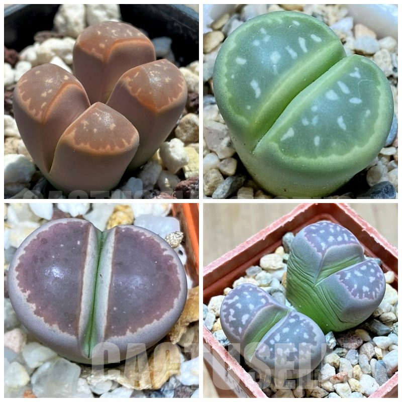 LOT890 50 seeds Lithops olivacea mix, harvest 2024
