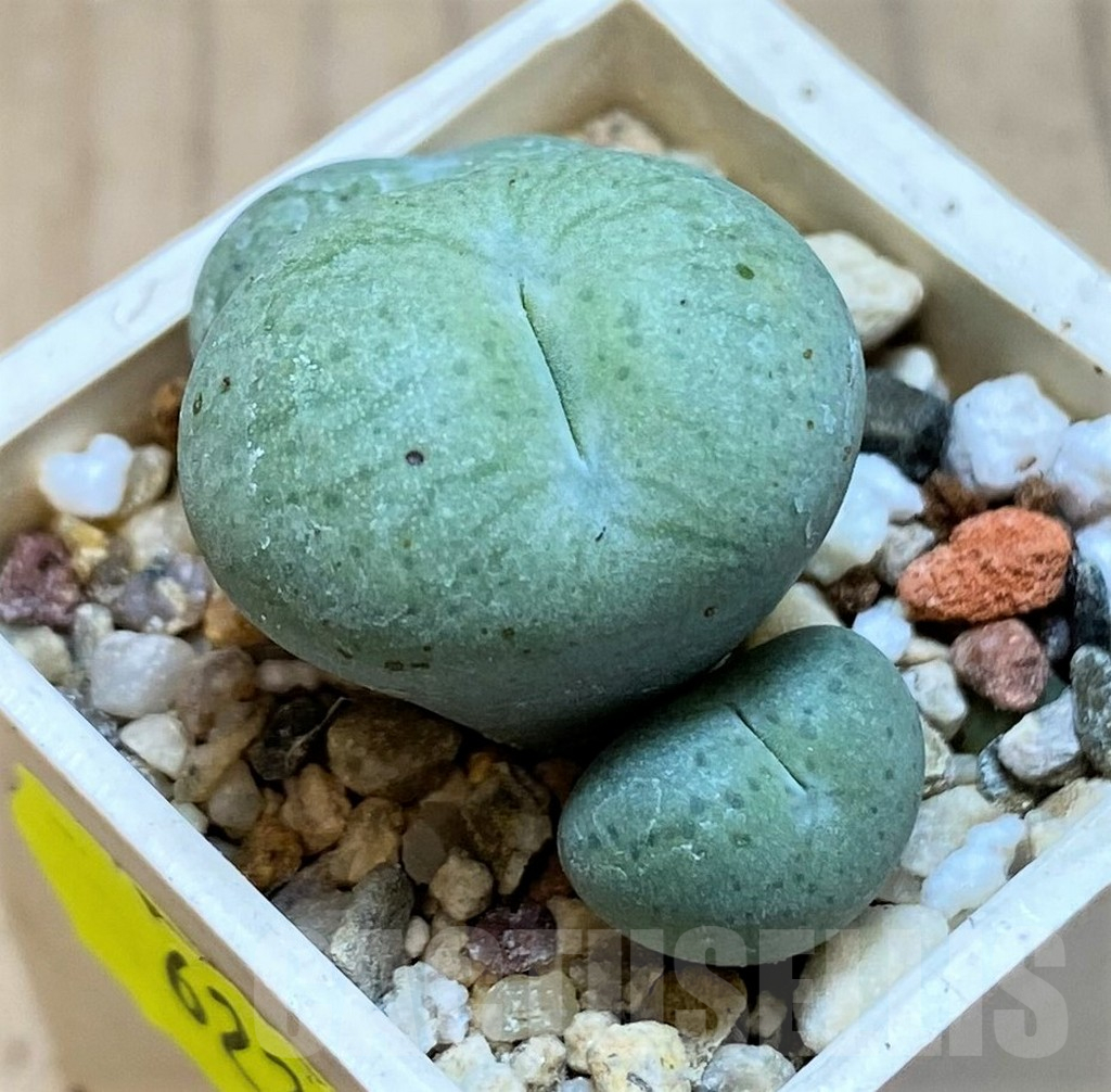 SH11942 Conophytum truncatum ssp. truncatum 'Prince Albert'