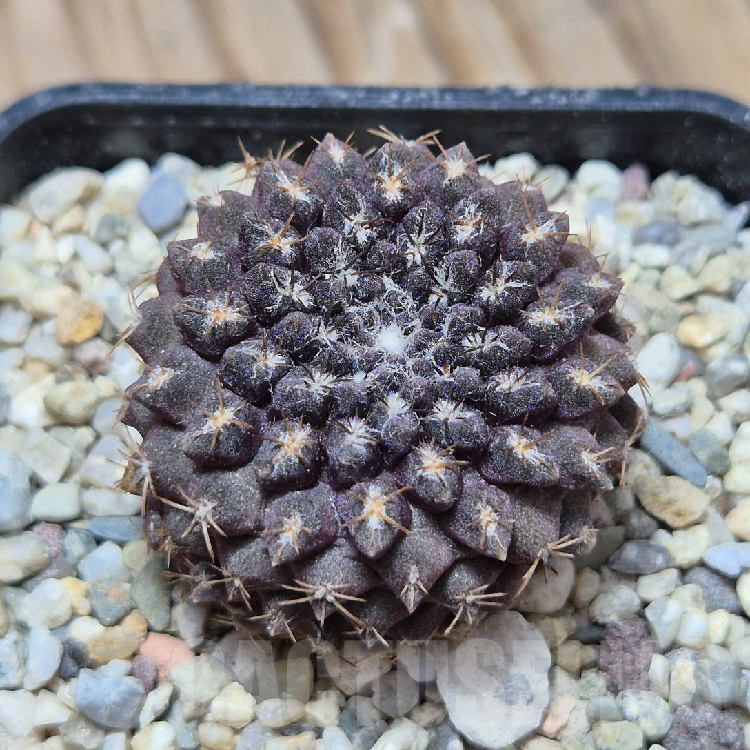 VVG8312 Thelocephala esmeraldana