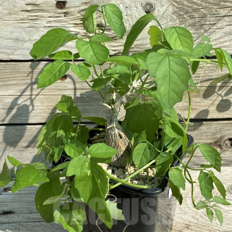 SH15323 Momordica rostrata ES10448