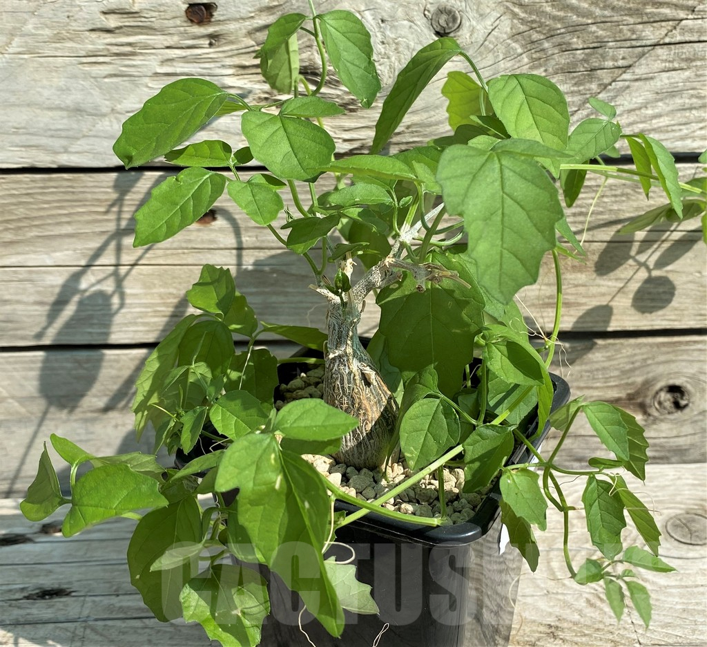 SH15323 Momordica rostrata ES10448