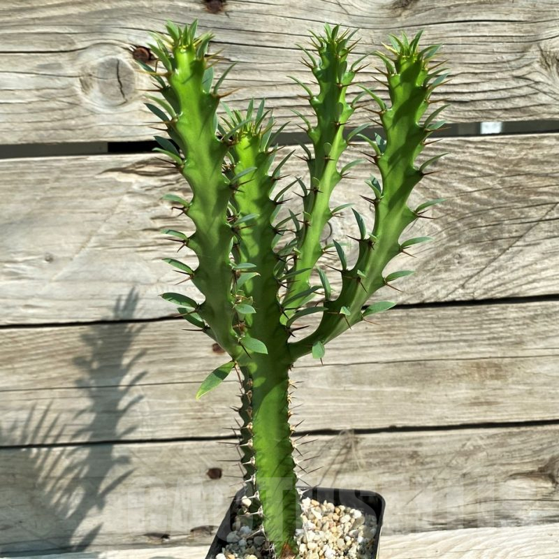 SH6683 Euphorbia griseola v. zambiensis PV2933