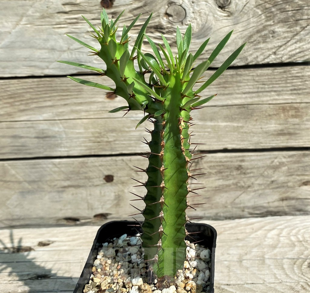 SH6684 Euphorbia griseola v. zambiensis PV2933