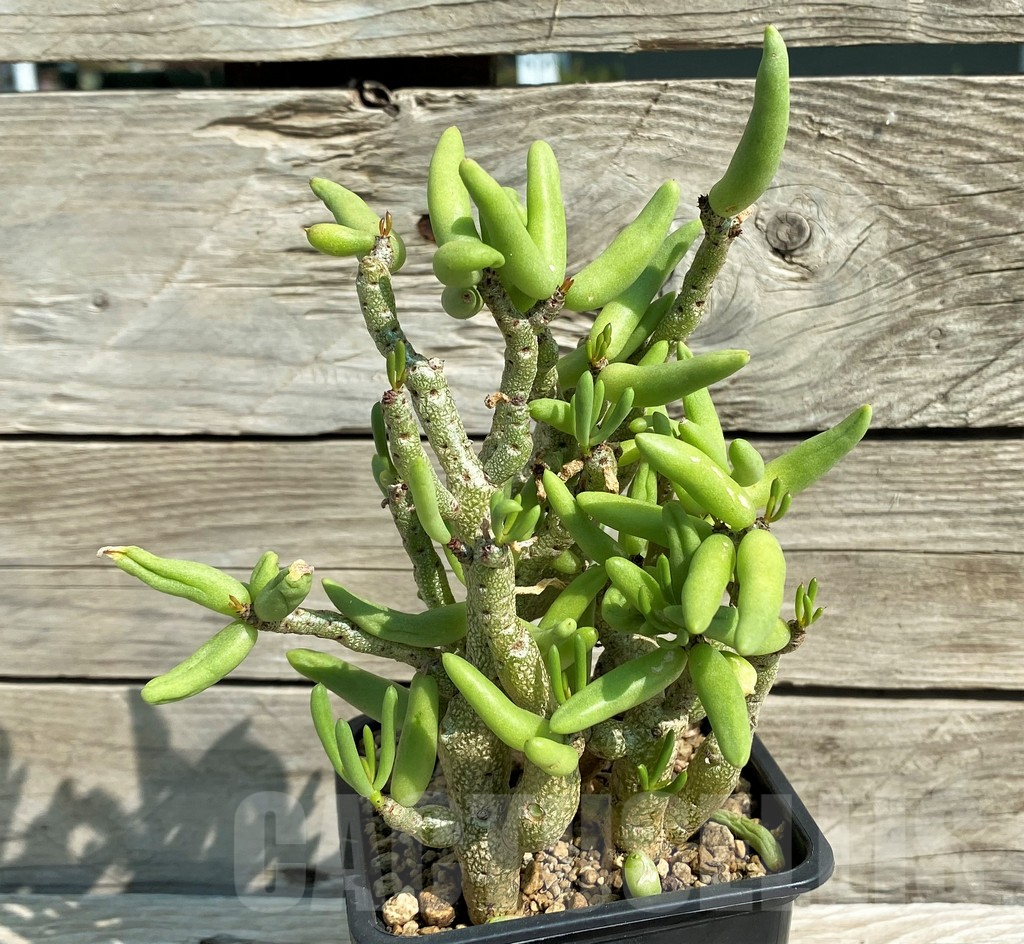 SH6385 Tylecodon buchholzianus - Imagen 2