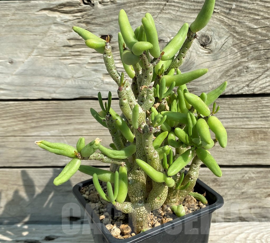 SH6385 Tylecodon buchholzianus