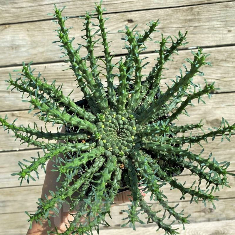 SH6140 Euphorbia flanaganii