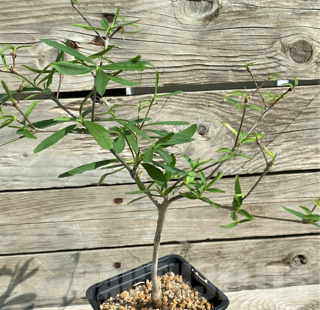 SH6364 Euphorbia hedyotoides